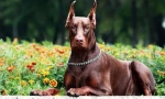 Doberman: psi ďábel (10 fotografií)